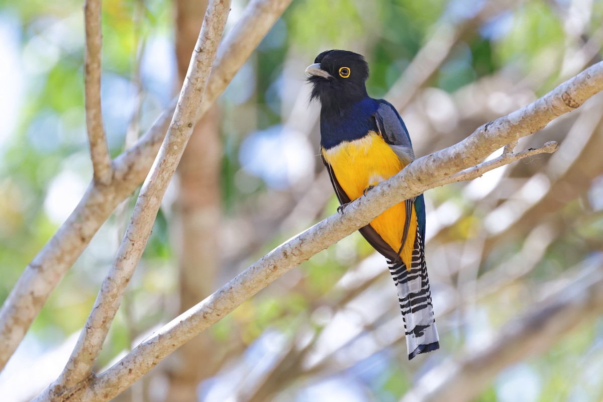 trogon podvazkový - ML617252255