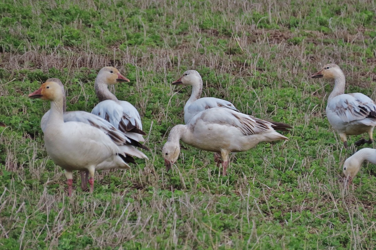 Snow Goose - ML617252262