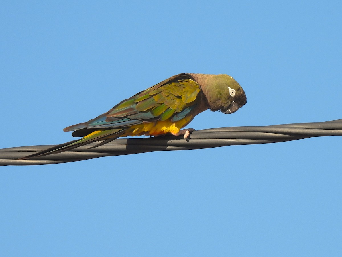 Burrowing Parakeet - Maria Lujan Solis