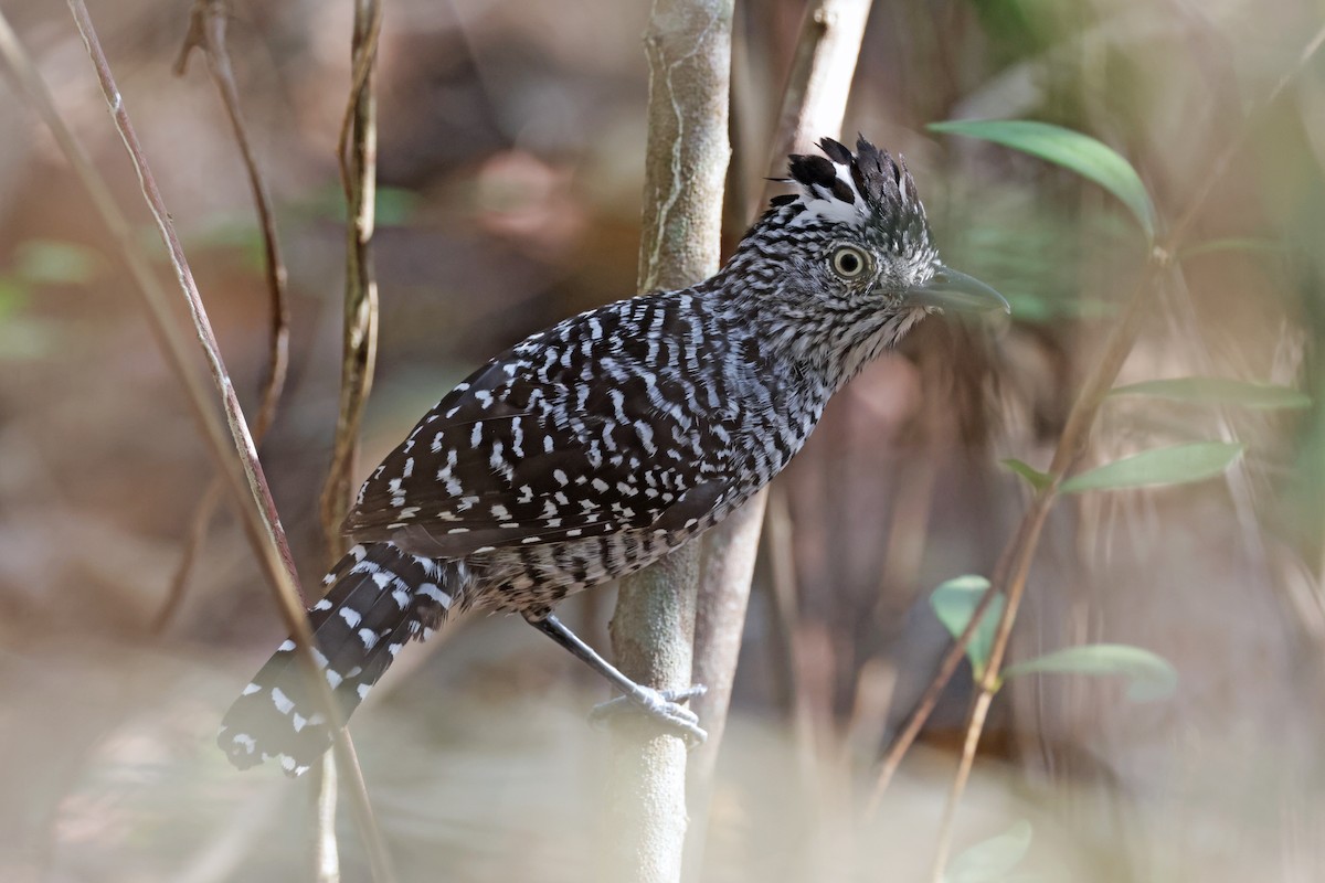 Barred Antshrike - ML617252343