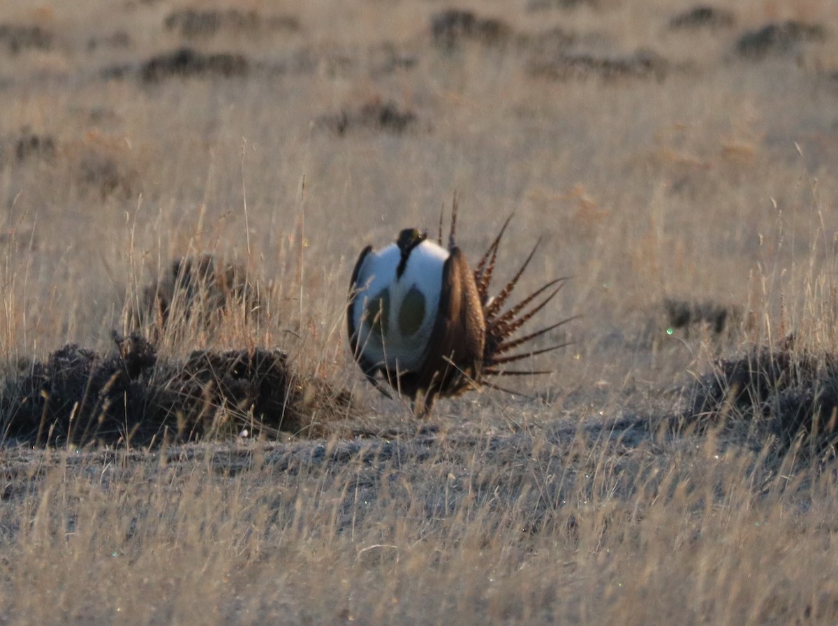 Greater Sage-Grouse - ML617252352