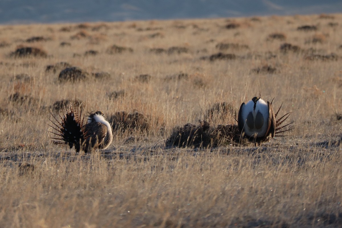 Greater Sage-Grouse - ML617252354