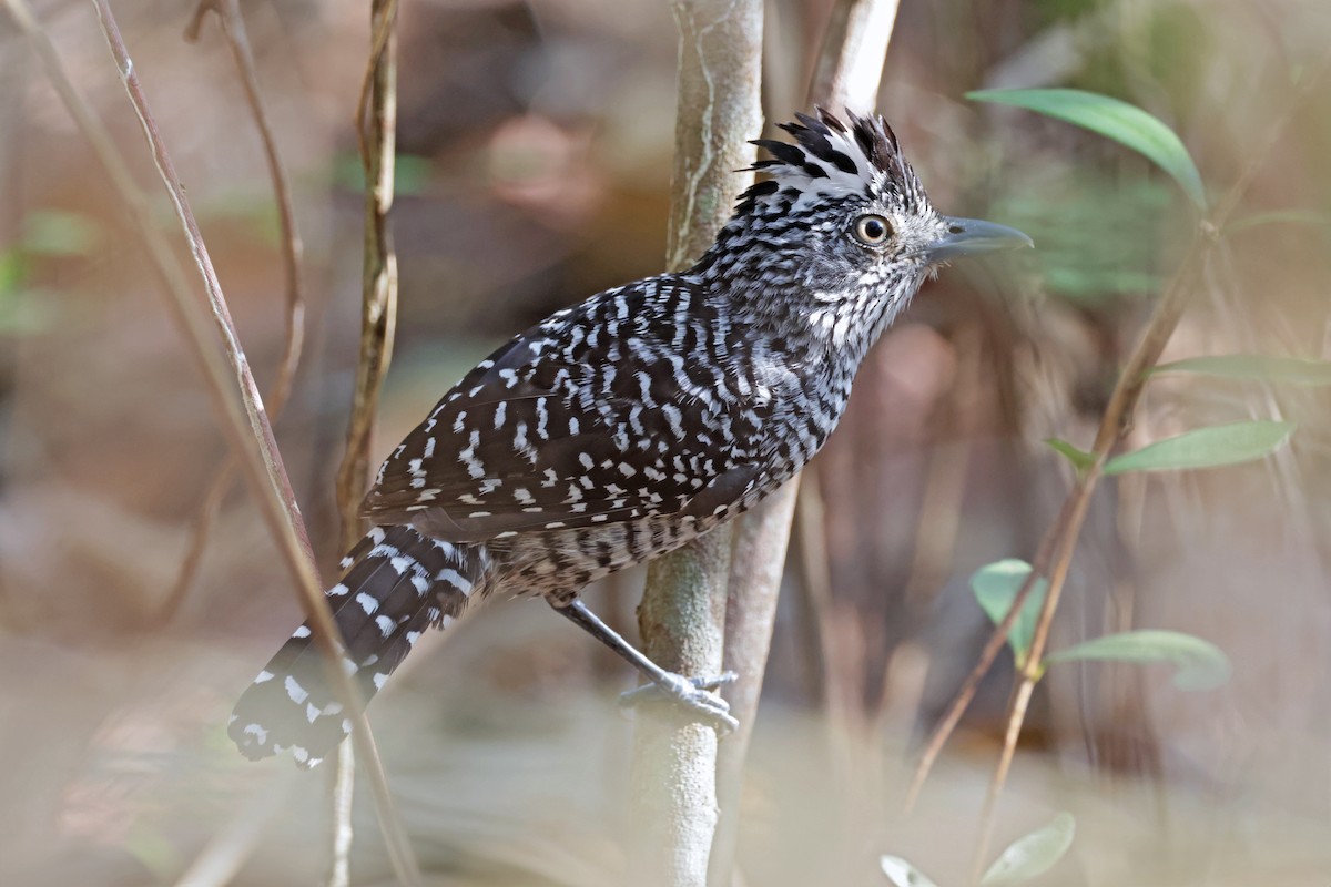 Barred Antshrike - ML617252369