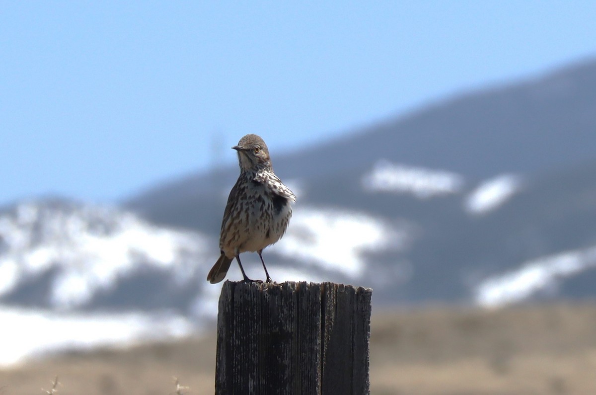 Sage Thrasher - ML617252385