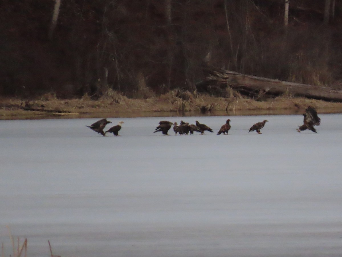 Bald Eagle - ML617252395