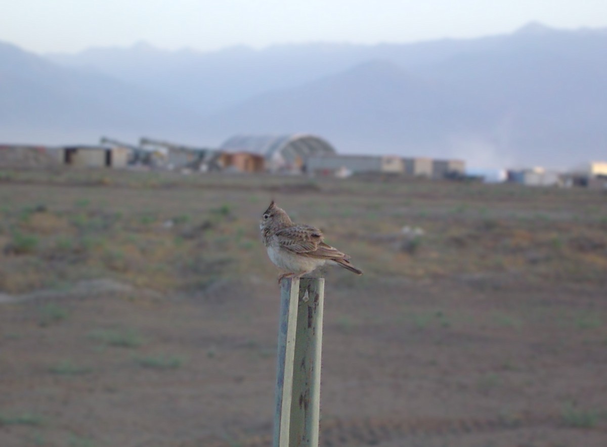 Crested Lark - ML617252424