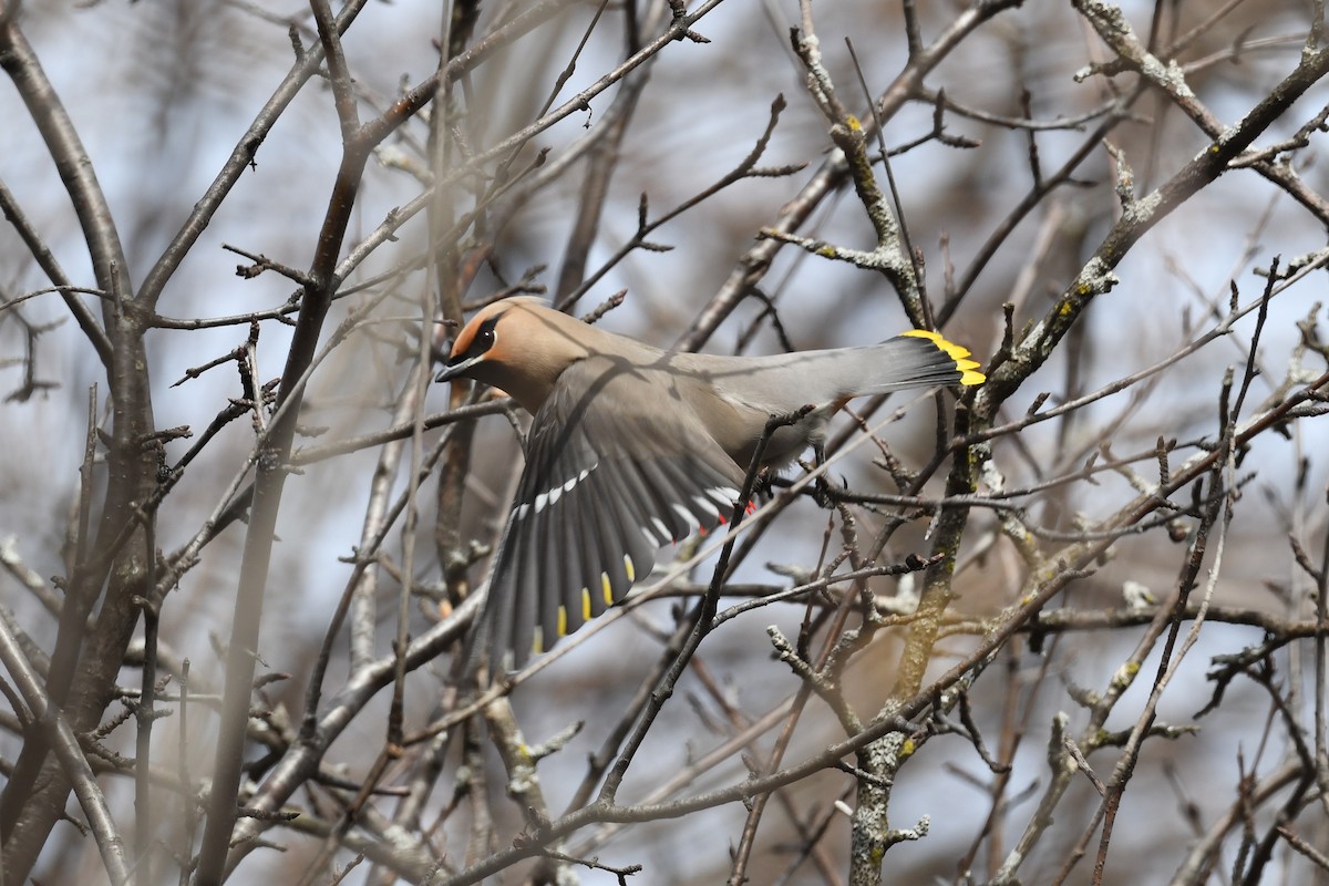 Bohemian Waxwing - ML617252465