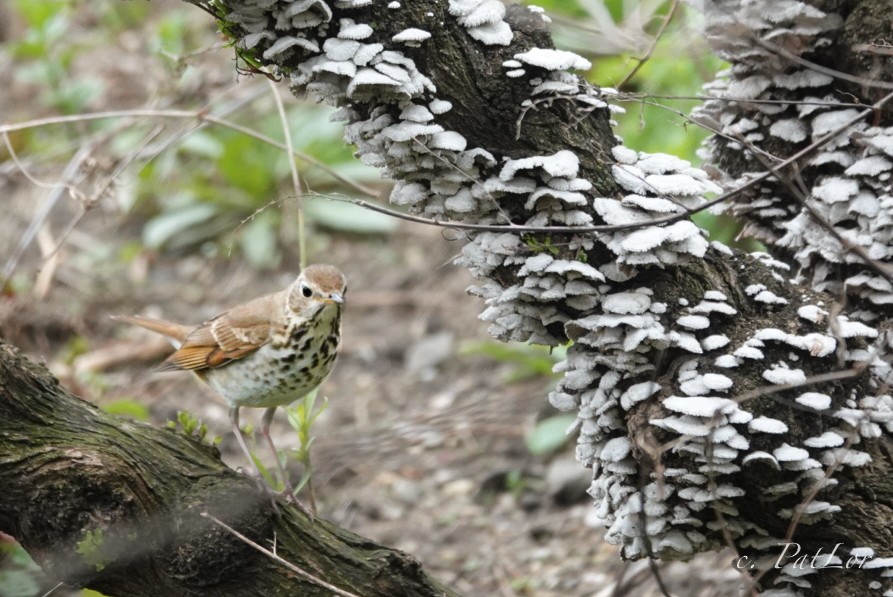 Hermit Thrush - ML617252477