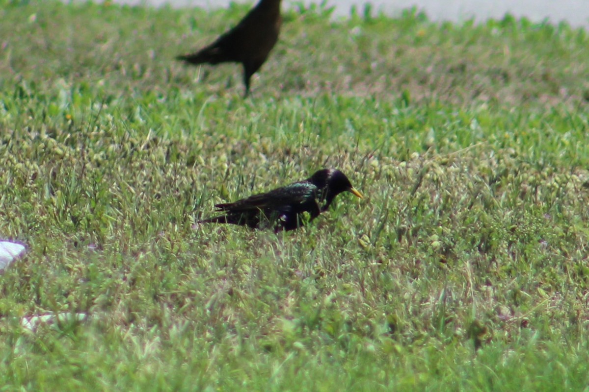 European Starling - ML617252514