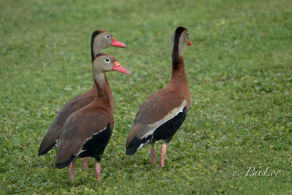 Black-bellied Whistling-Duck - ML617252530