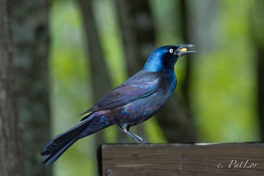 Common Grackle - Patric Lorgé