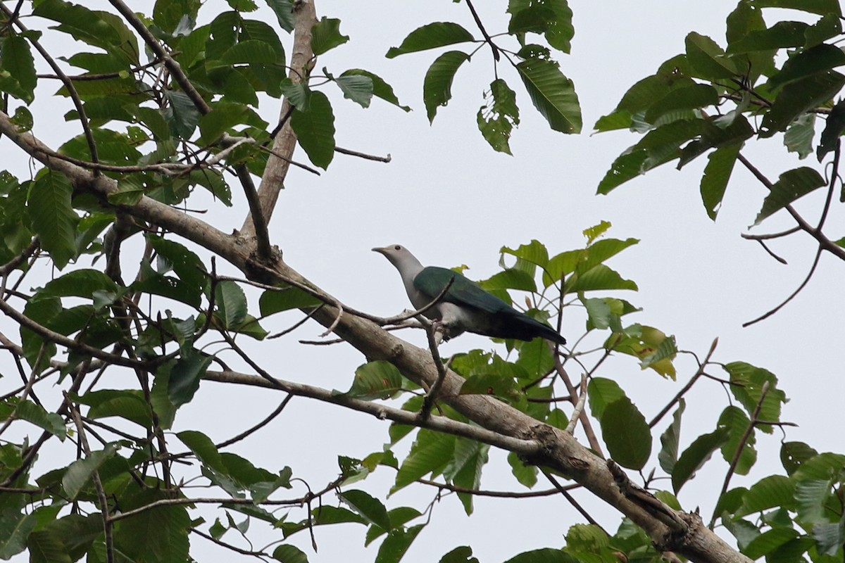 Green Imperial-Pigeon (Green) - Dave Beeke