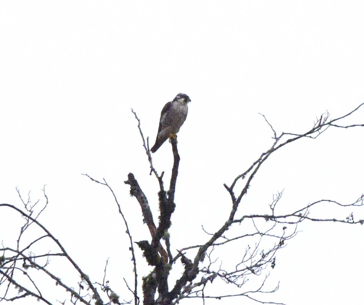 Peregrine Falcon (Tundra) - Grace Thornton