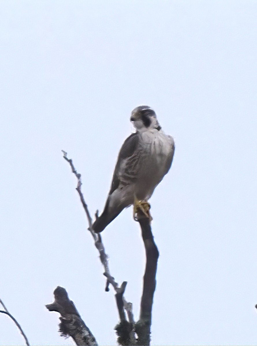 Peregrine Falcon (Tundra) - ML617252623