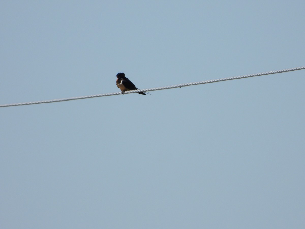 Barn Swallow - ML617252625