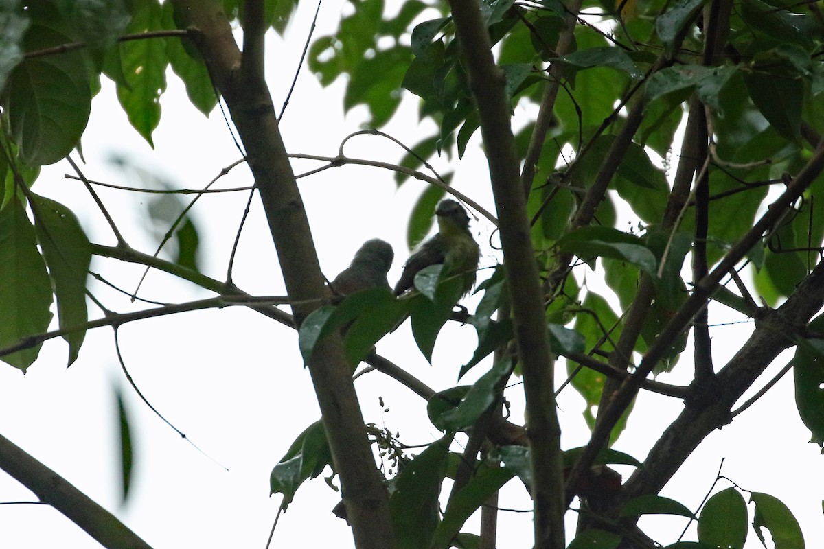 Pin-striped Tit-Babbler (Palawan) - ML617252626