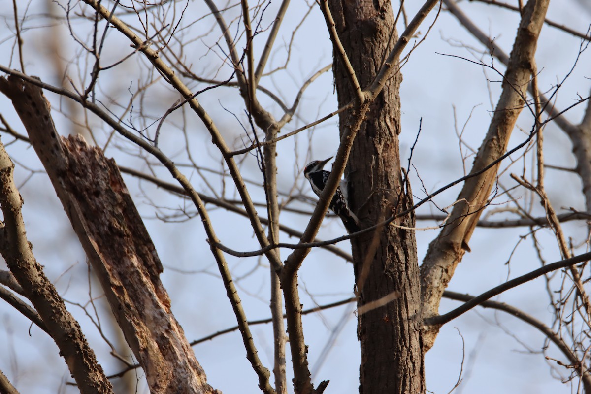 Hairy Woodpecker - ML617252637