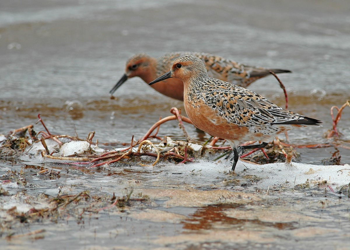 Red Knot - ML617252668