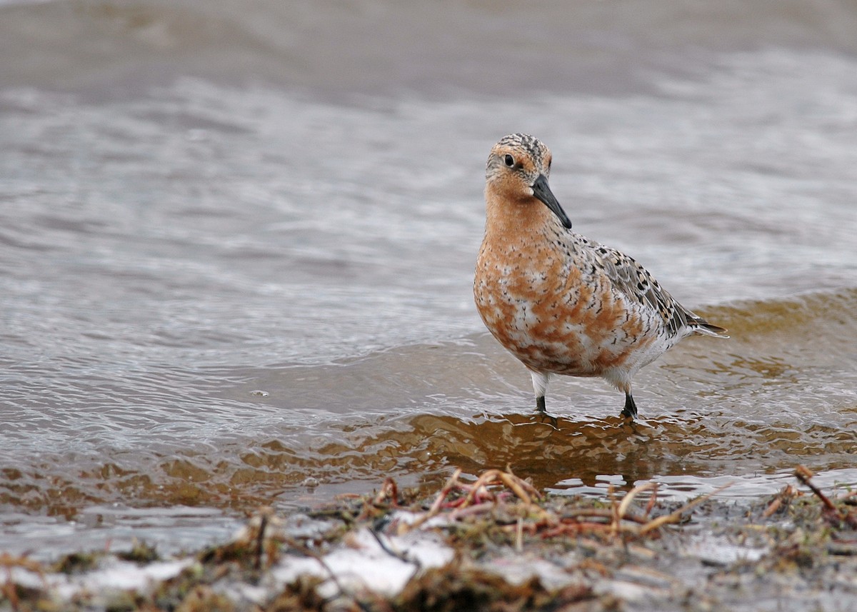 Red Knot - ML617252669