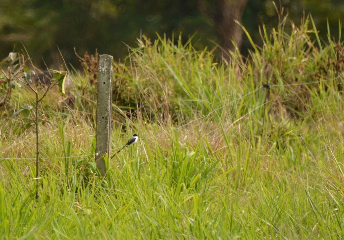 Fork-tailed Flycatcher - ML617252680