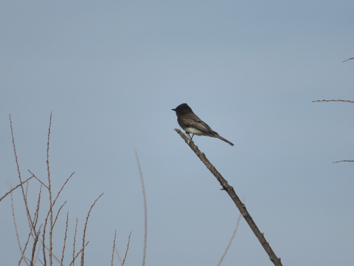 Black Phoebe - ML617252692