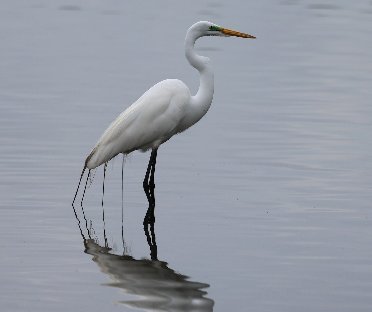 Great Egret - Keith McMullen