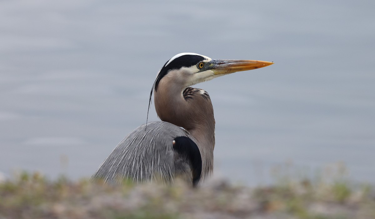 Great Blue Heron - Keith McMullen