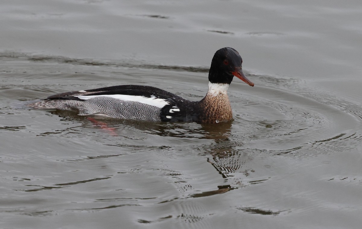 Red-breasted Merganser - Keith McMullen