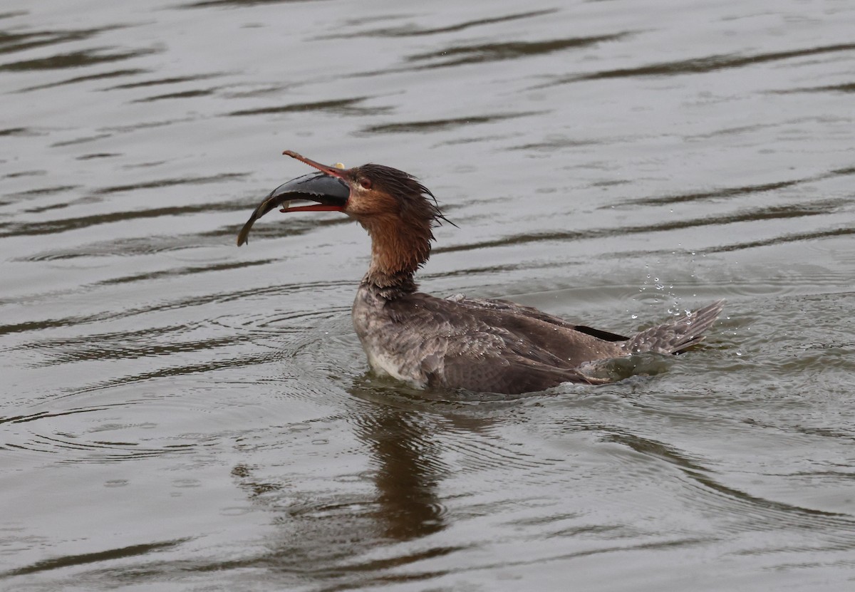 Red-breasted Merganser - ML617252724