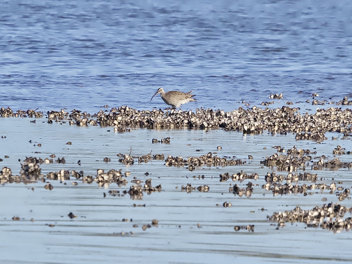 Whimbrel (Siberian) - Allan Johns