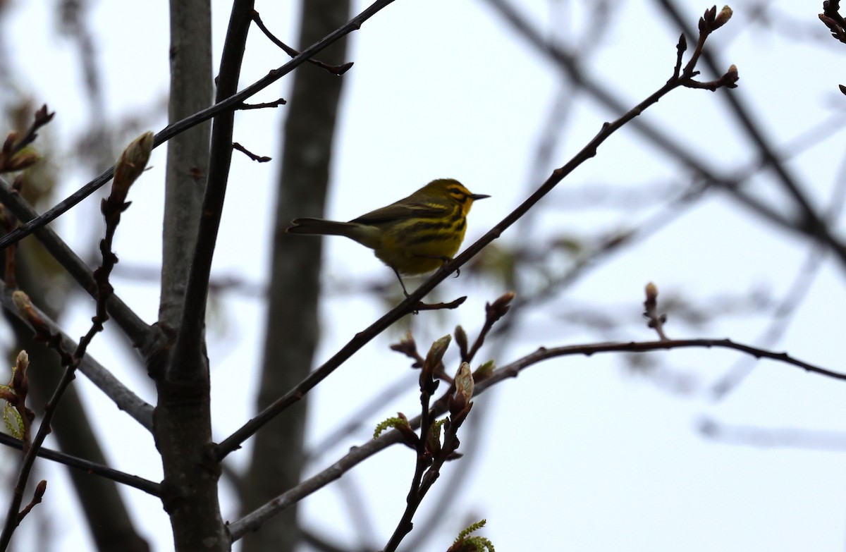 Prairie Warbler - Keith McMullen