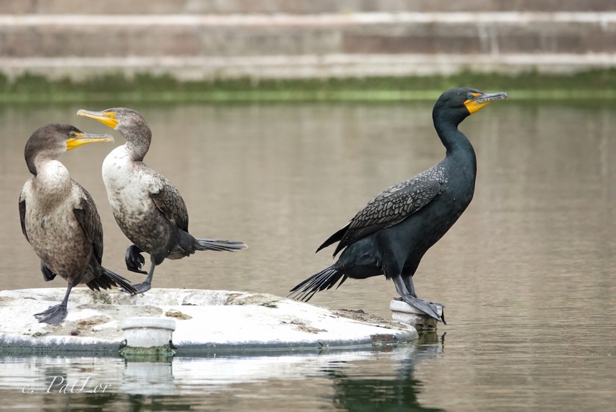 Double-crested Cormorant - ML617252789