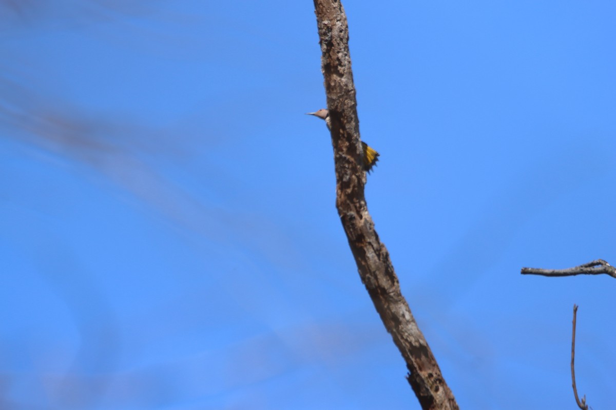 Carpintero Escapulario (auratus/luteus) - ML617252798