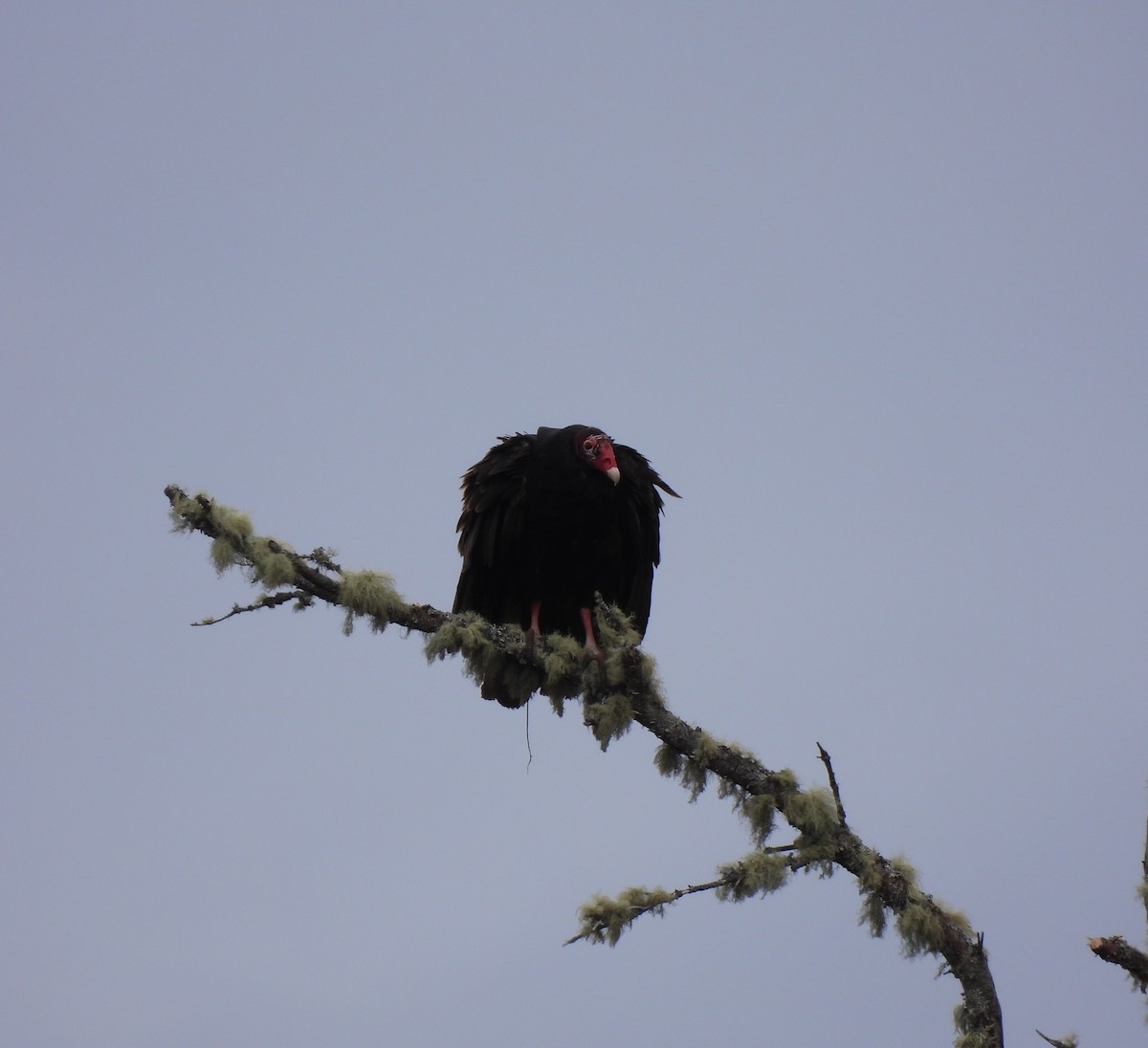 Turkey Vulture - Rhonda Langelaan