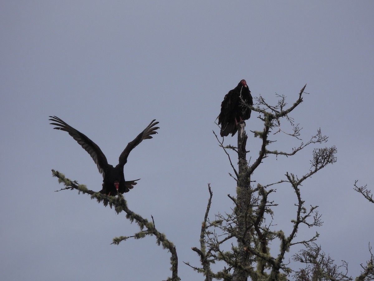 Turkey Vulture - Rhonda Langelaan