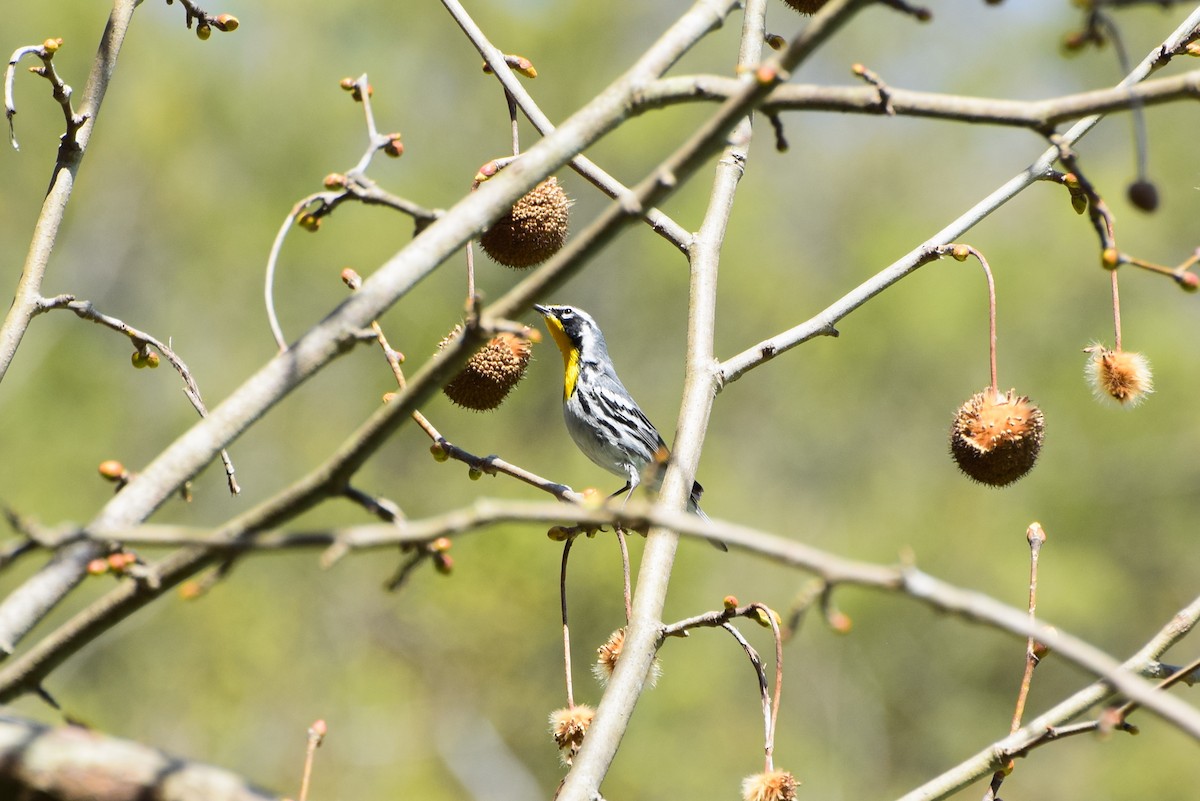 Yellow-throated Warbler - Nathan Neff-Mallon