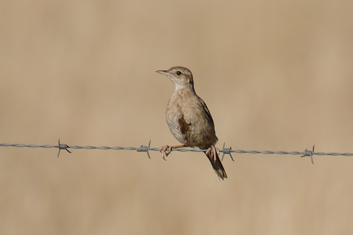 Brown Songlark - Nathan Hentze