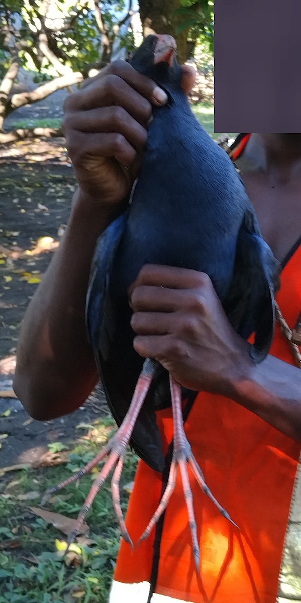 Australasian Swamphen - ML617252845