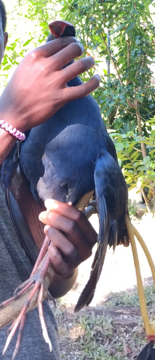 Australasian Swamphen - ML617252846