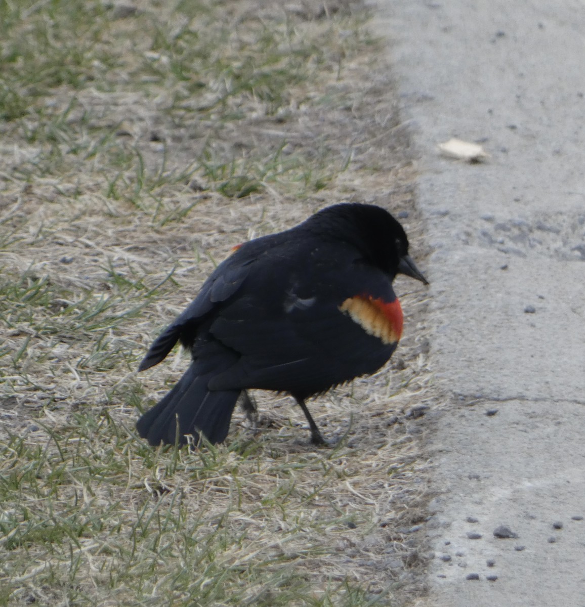 Red-winged Blackbird - ML617252854