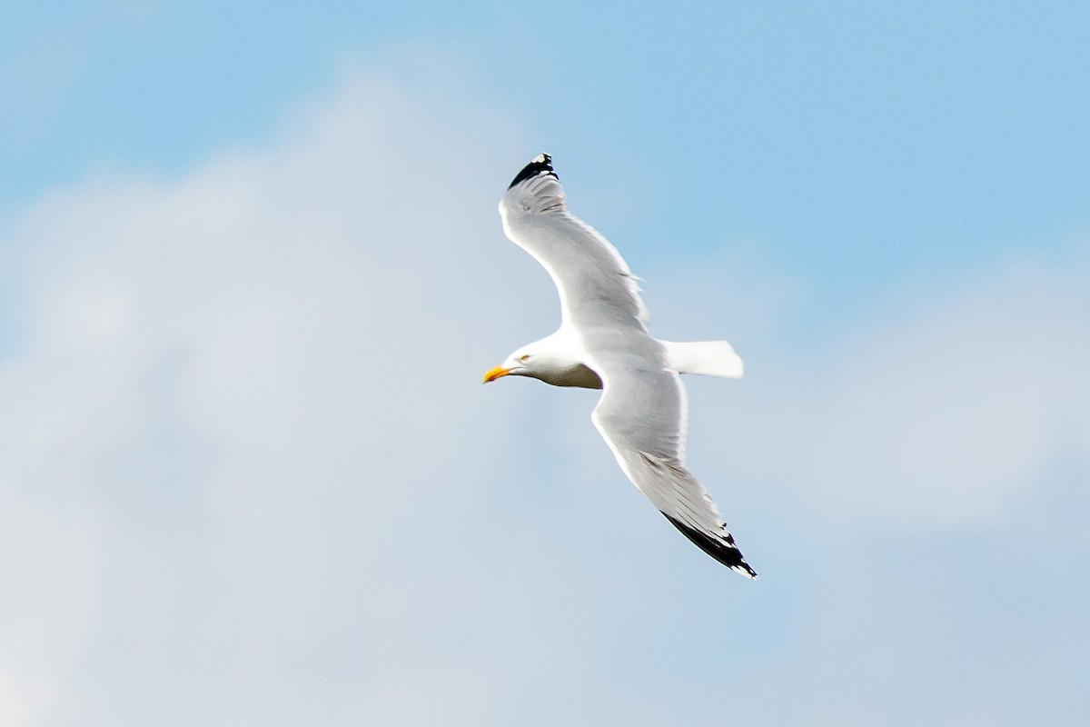 Gaviota Argéntea - ML617252860