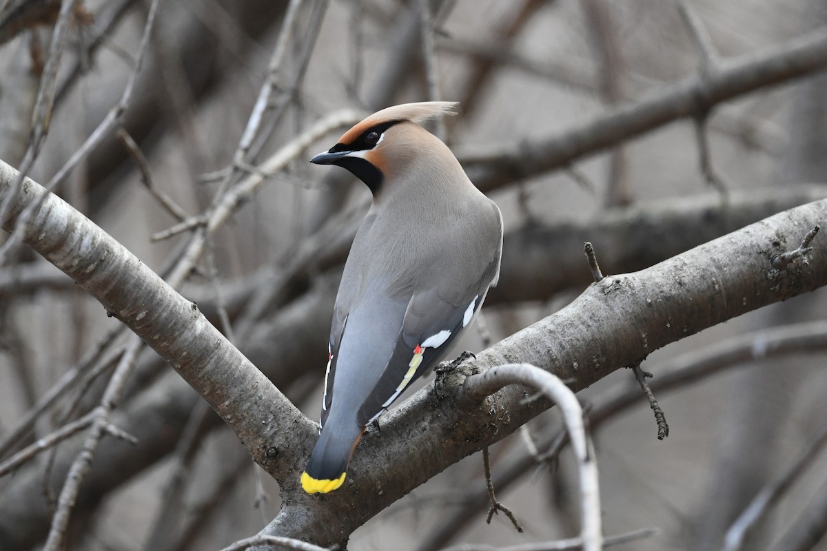 Bohemian Waxwing - Pierre LeBlanc