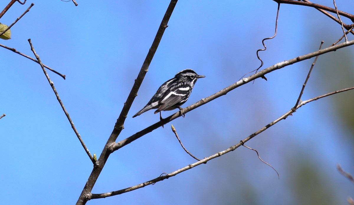 Black-and-white Warbler - Keith McMullen