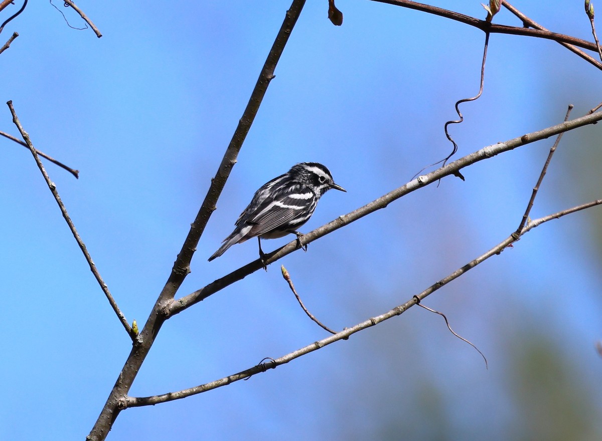 Black-and-white Warbler - Keith McMullen