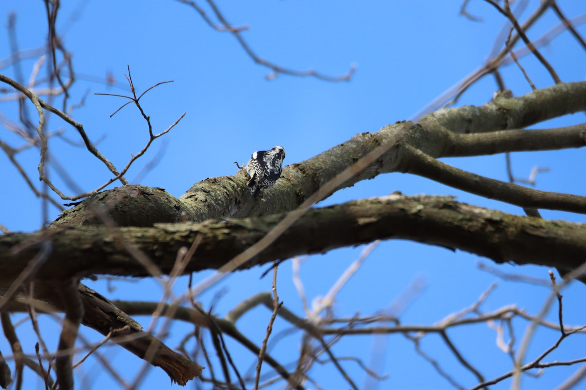 Yellow-bellied Sapsucker - ML617252908