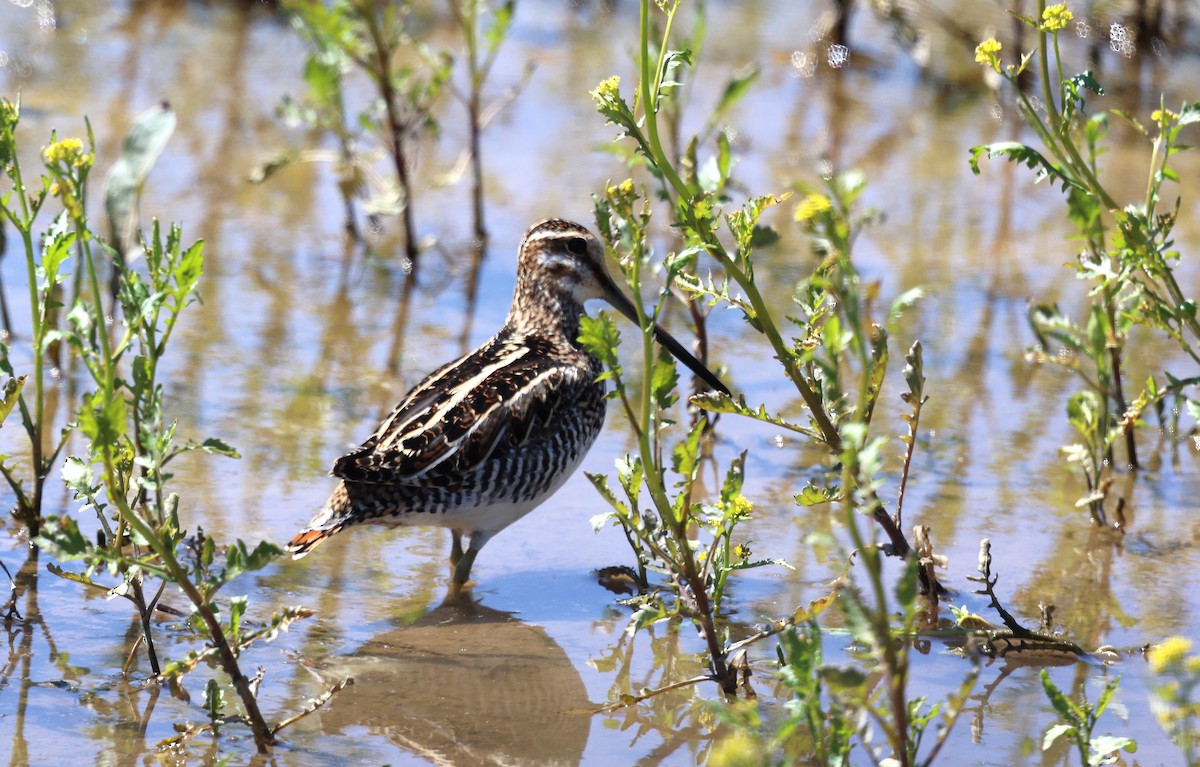 Wilson's Snipe - Keith McMullen