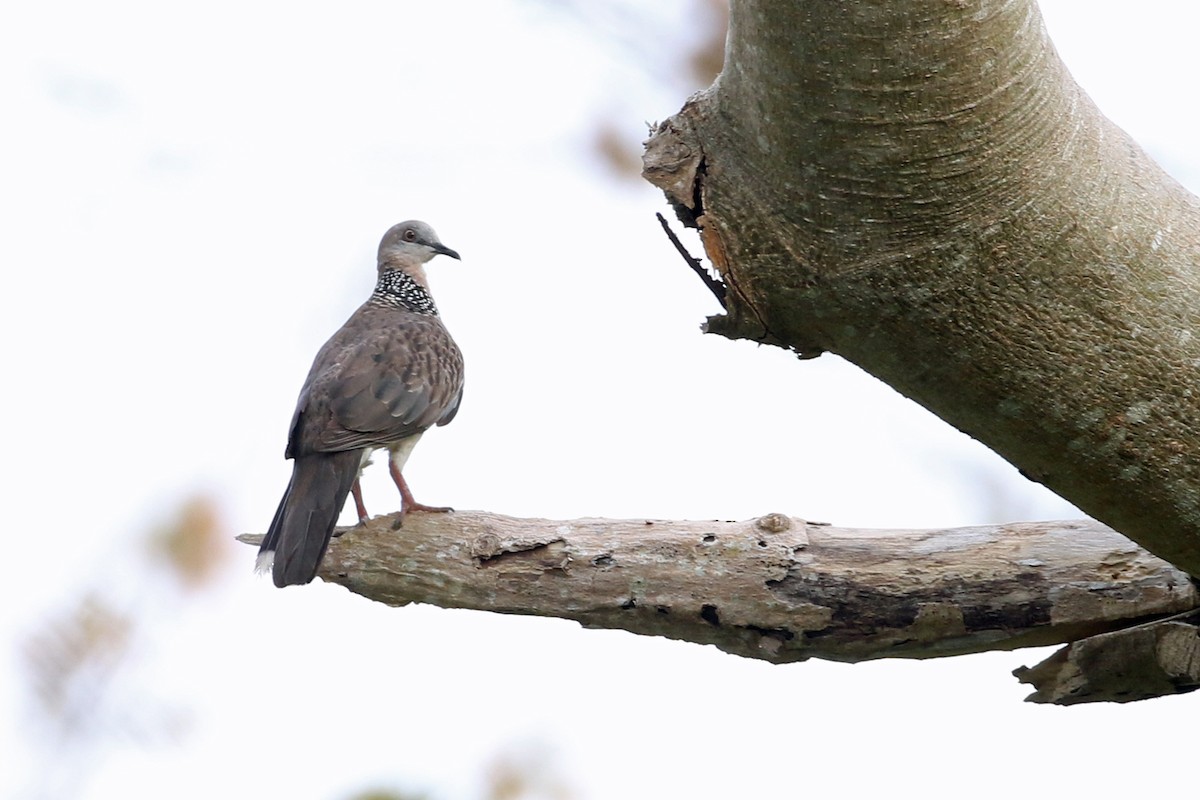 珠頸斑鳩(chinensis/tigrina) - ML617252917