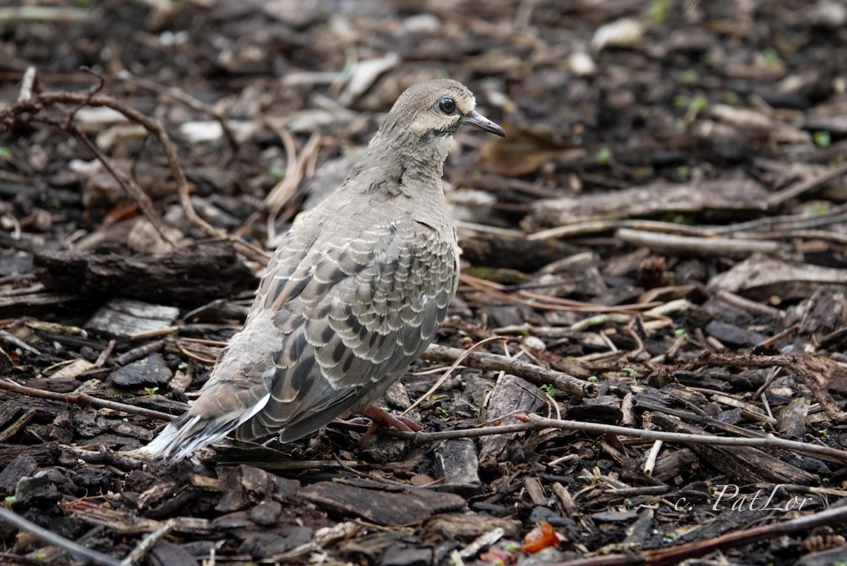 Mourning Dove - ML617252922