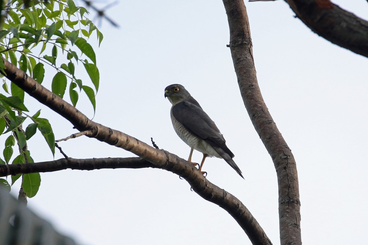 Japanese Sparrowhawk - ML617252923