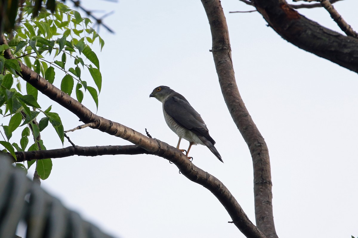 Japanese Sparrowhawk - ML617252924